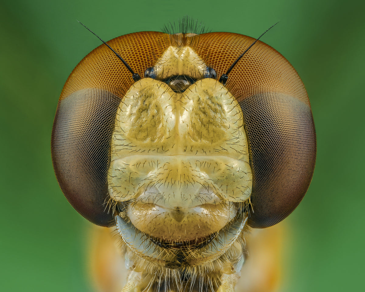 Dragonfly Poster och Canvastavla