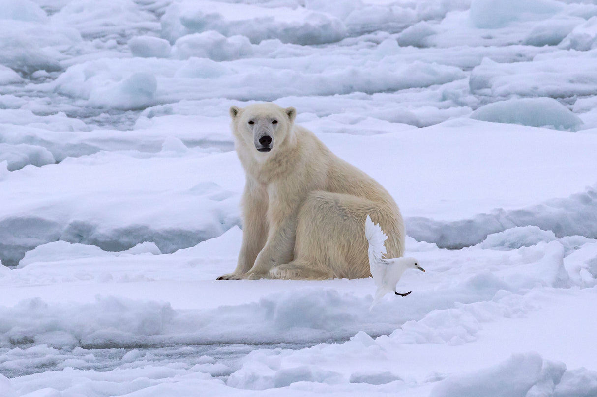 Polar Bear and Ivory Gull on Sea Ice Poster och Canvastavla