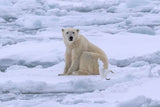 Polar Bear and Ivory Gull on Sea Ice Poster och Canvastavla