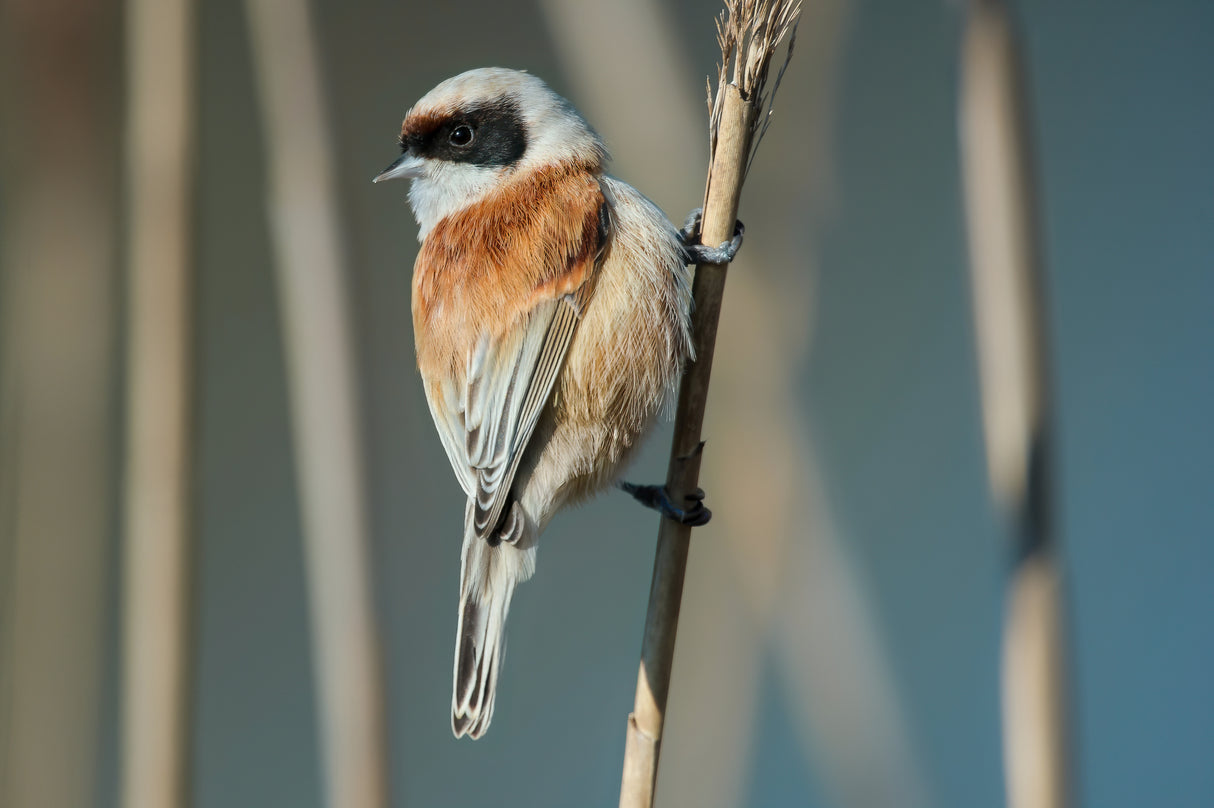 Eurasian Penduline Tit (Remiz pendulinus) - male Poster och Canvastavla