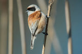 Eurasian Penduline Tit (Remiz pendulinus) - male Poster och Canvastavla