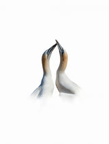 Affection Poster och Canvastavla