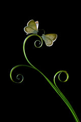 Two Butterflies Poster och Canvastavla