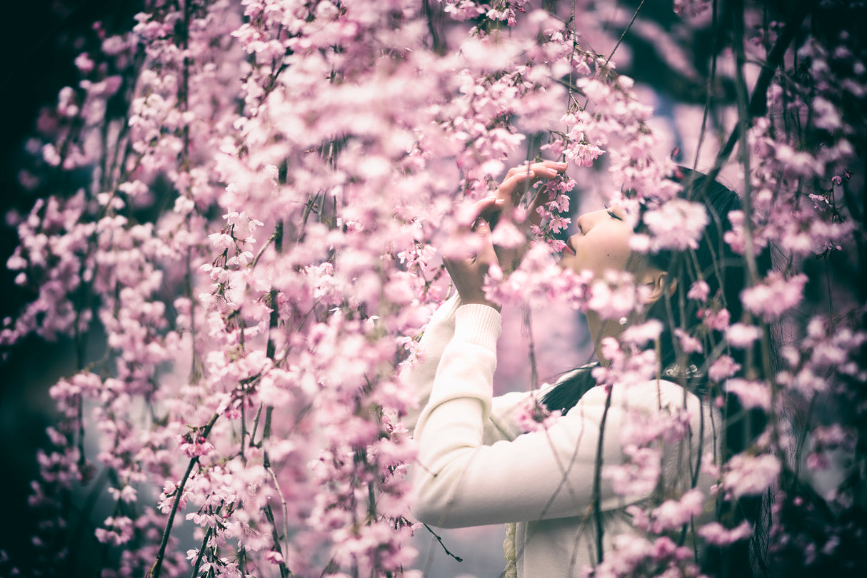 Weeping Cherry Poster och Canvastavla