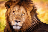 King Doa Poster och Canvastavla