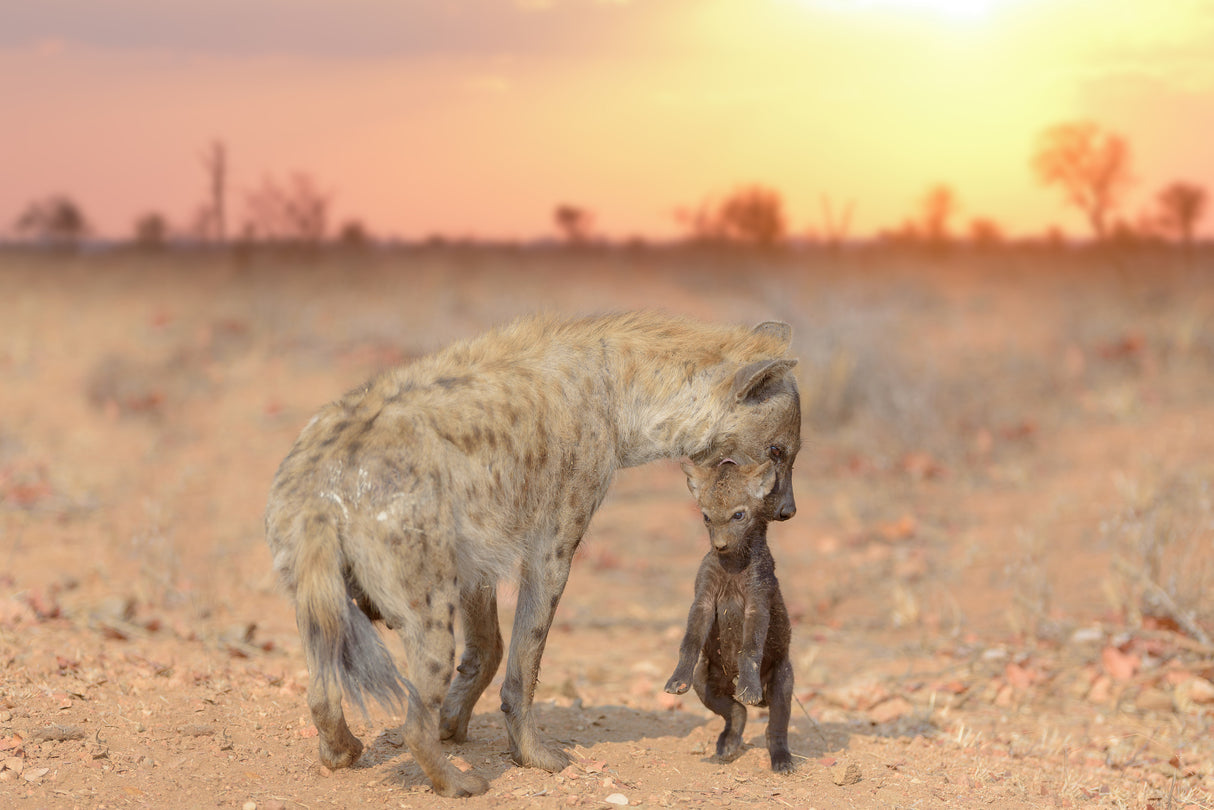 Hyena pup Poster och Canvastavla