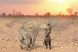 Hyena pup Poster och Canvastavla