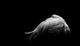 Beauty in Dark Poster och Canvastavla