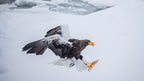 Eagle Claw is ready Poster och Canvastavla