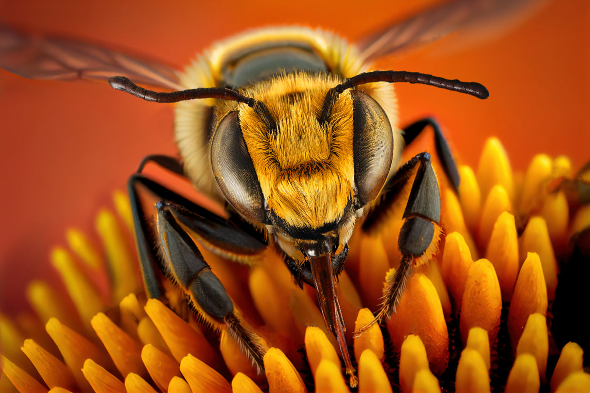 BusyBee Poster och Canvastavla