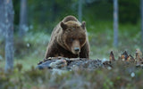 Brown Bear Poster och Canvastavla
