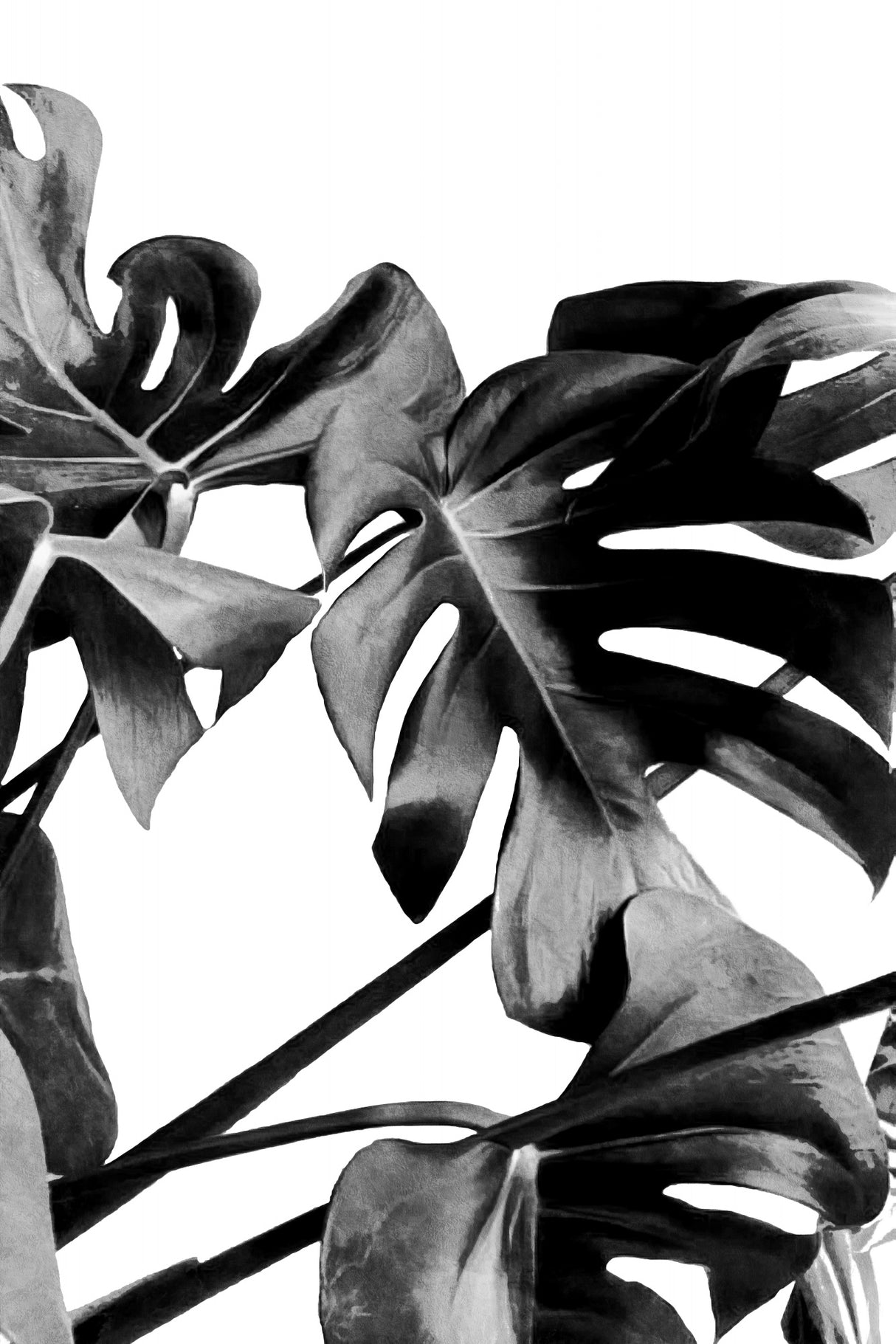 Monstera Black and White 06 Poster och Canvastavla