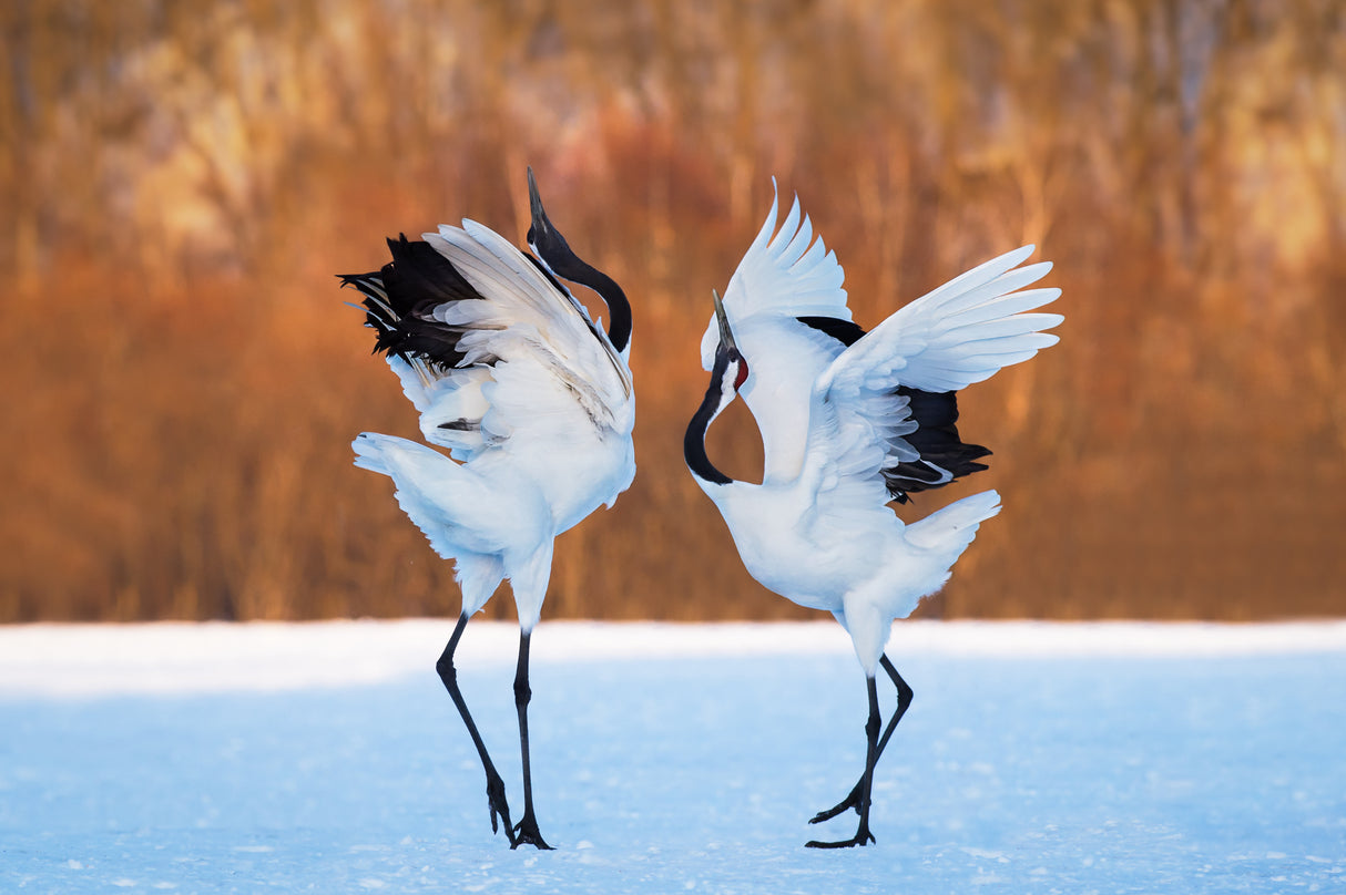 The dance of love Poster och Canvastavla
