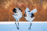 The dance of love Poster och Canvastavla
