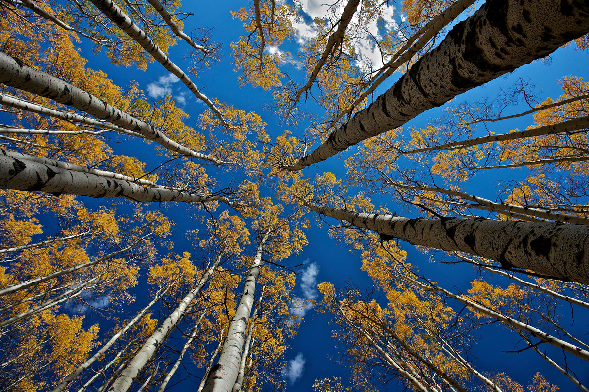 Aspen's fall Poster och Canvastavla