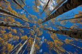 Aspen's fall Poster och Canvastavla
