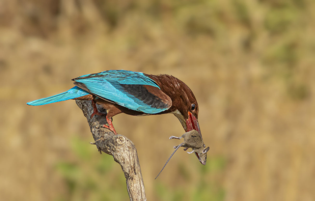 White-throated Kingfisher Poster och Canvastavla