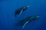 Humpback Whales, Reunion Island Poster och Canvastavla