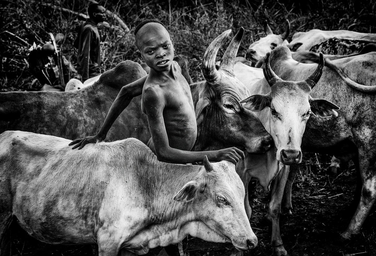 Surma tribe people taking care of the cattle-I Ethiopia Poster och Canvastavla