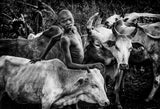 Surma tribe people taking care of the cattle-I Ethiopia Poster och Canvastavla