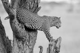 Big Cat Poster och Canvastavla