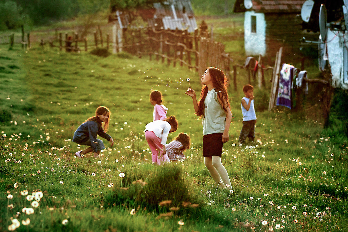 Time of Dandelions ! Poster och Canvastavla