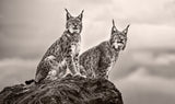 Two Lynx on rock Poster och Canvastavla