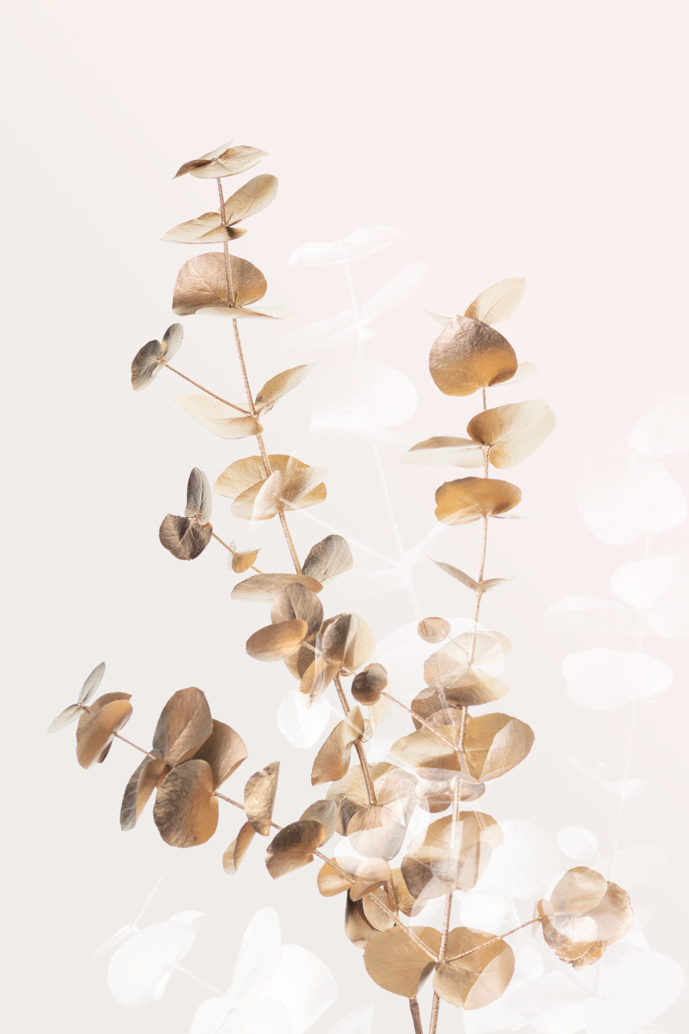 Eucalyptus Creative Gold 03 Poster och Canvastavla