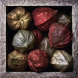 Physalis in a box Poster och Canvastavla