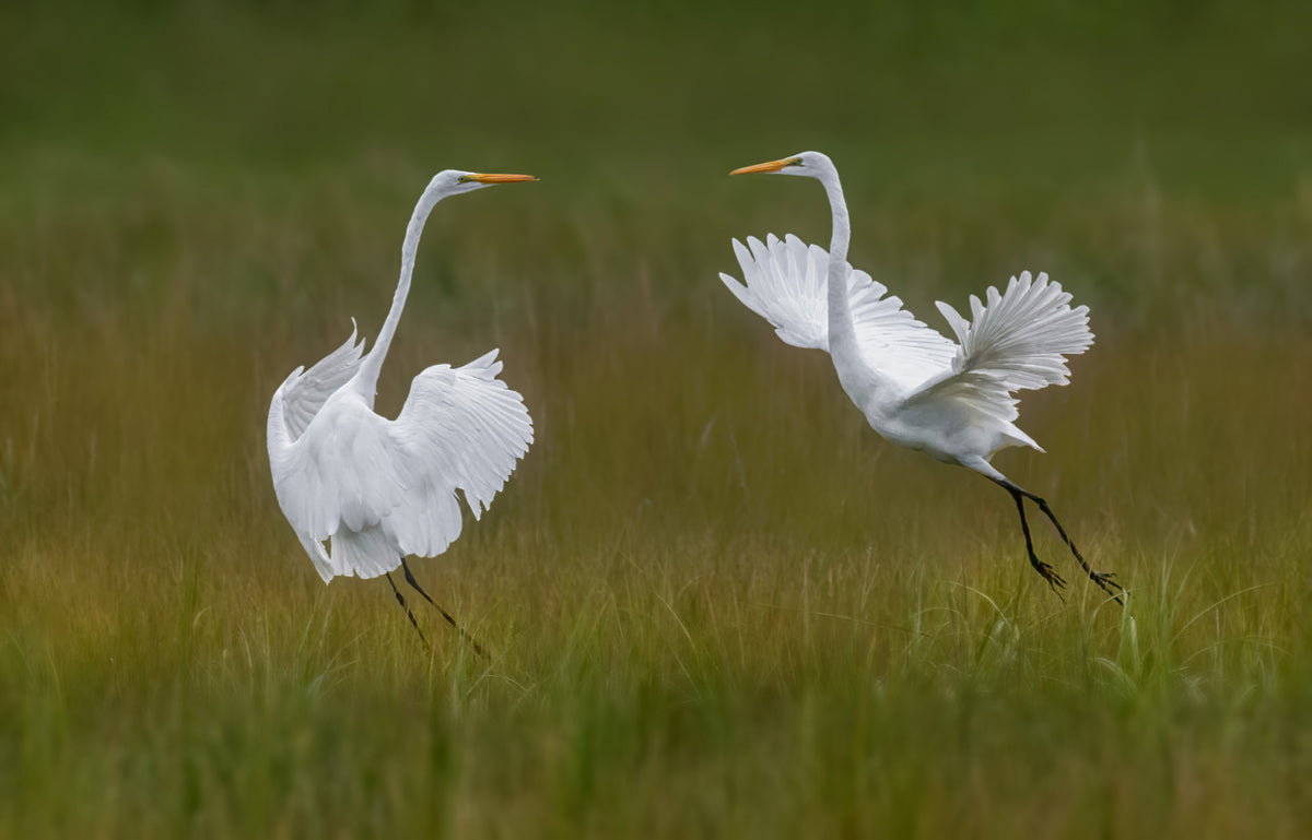 Great egrets Poster och Canvastavla
