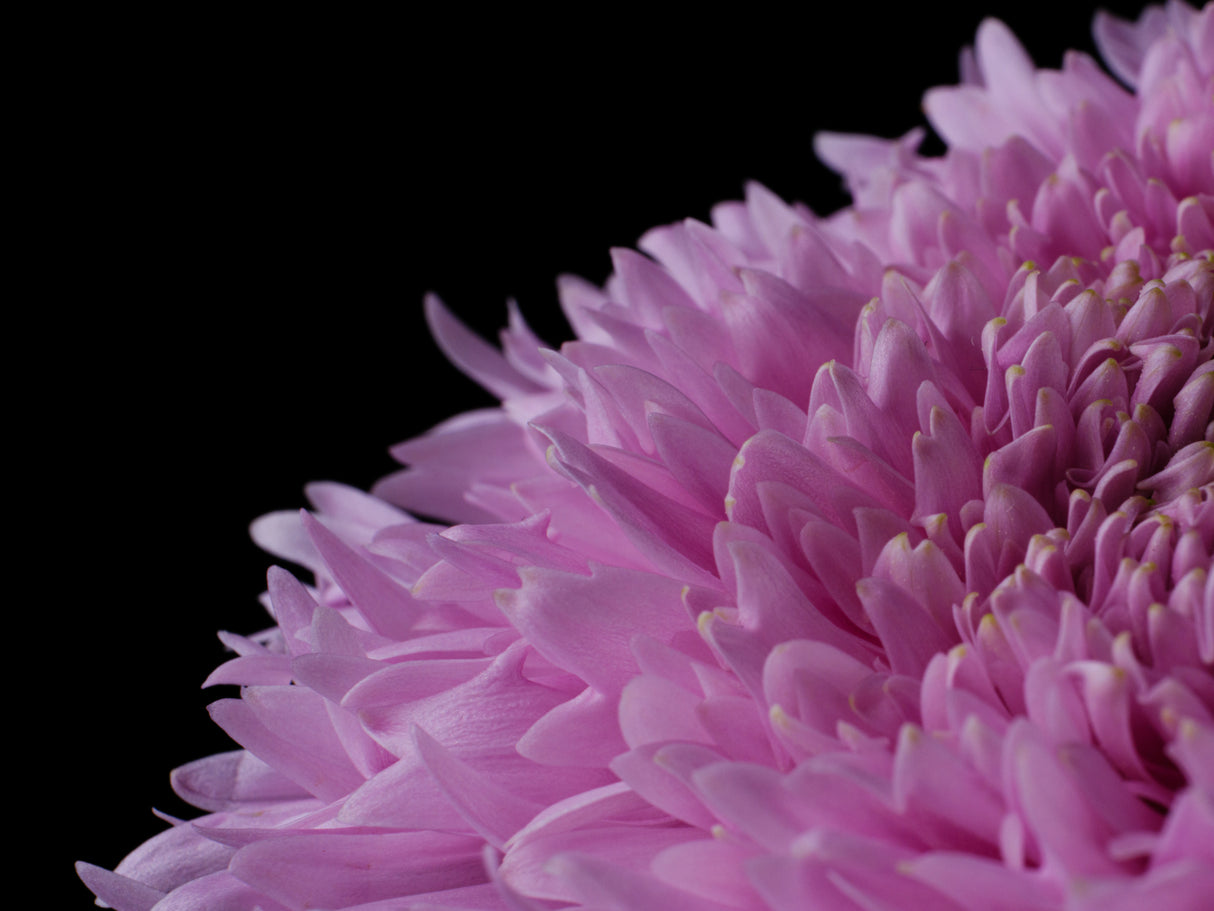 beautiful pink flower Poster och Canvastavla