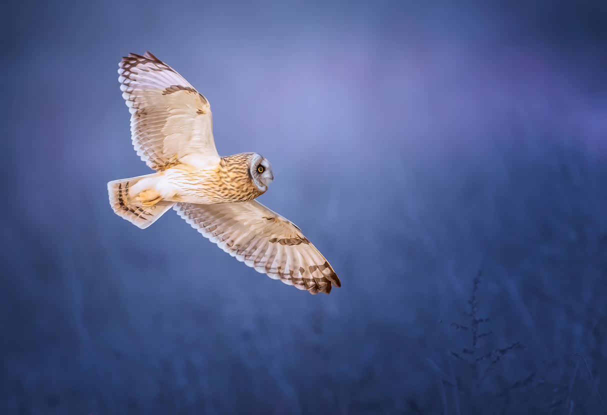 Short-eared Owl Poster och Canvastavla