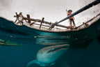 Man and shark Poster och Canvastavla