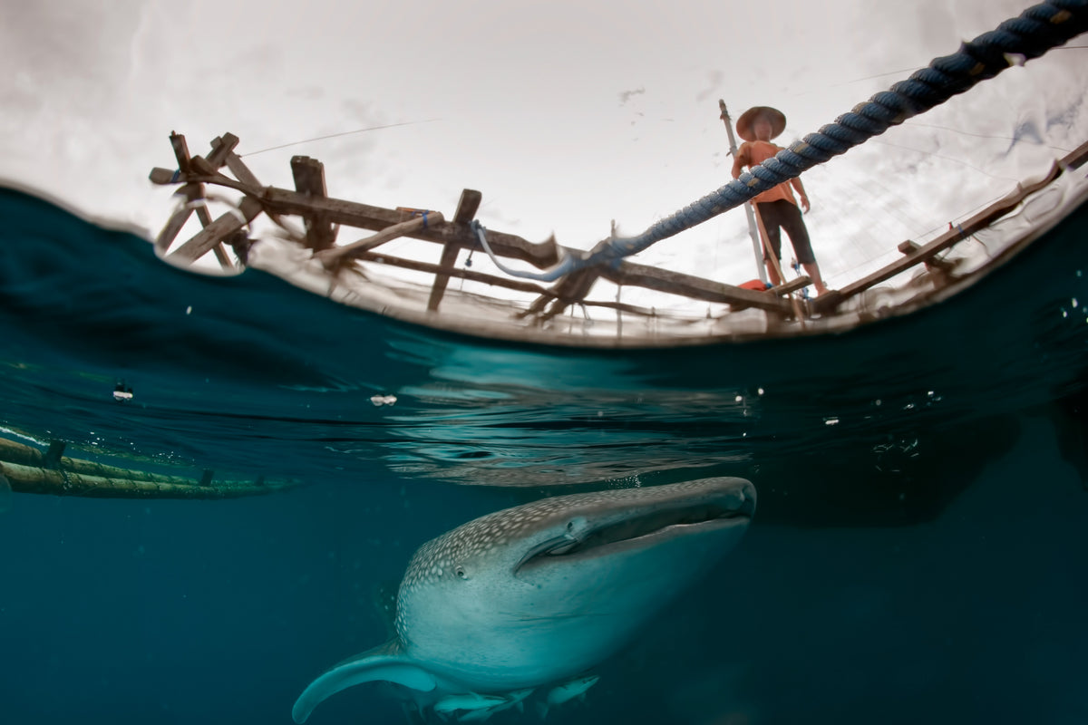 Man and shark Poster och Canvastavla