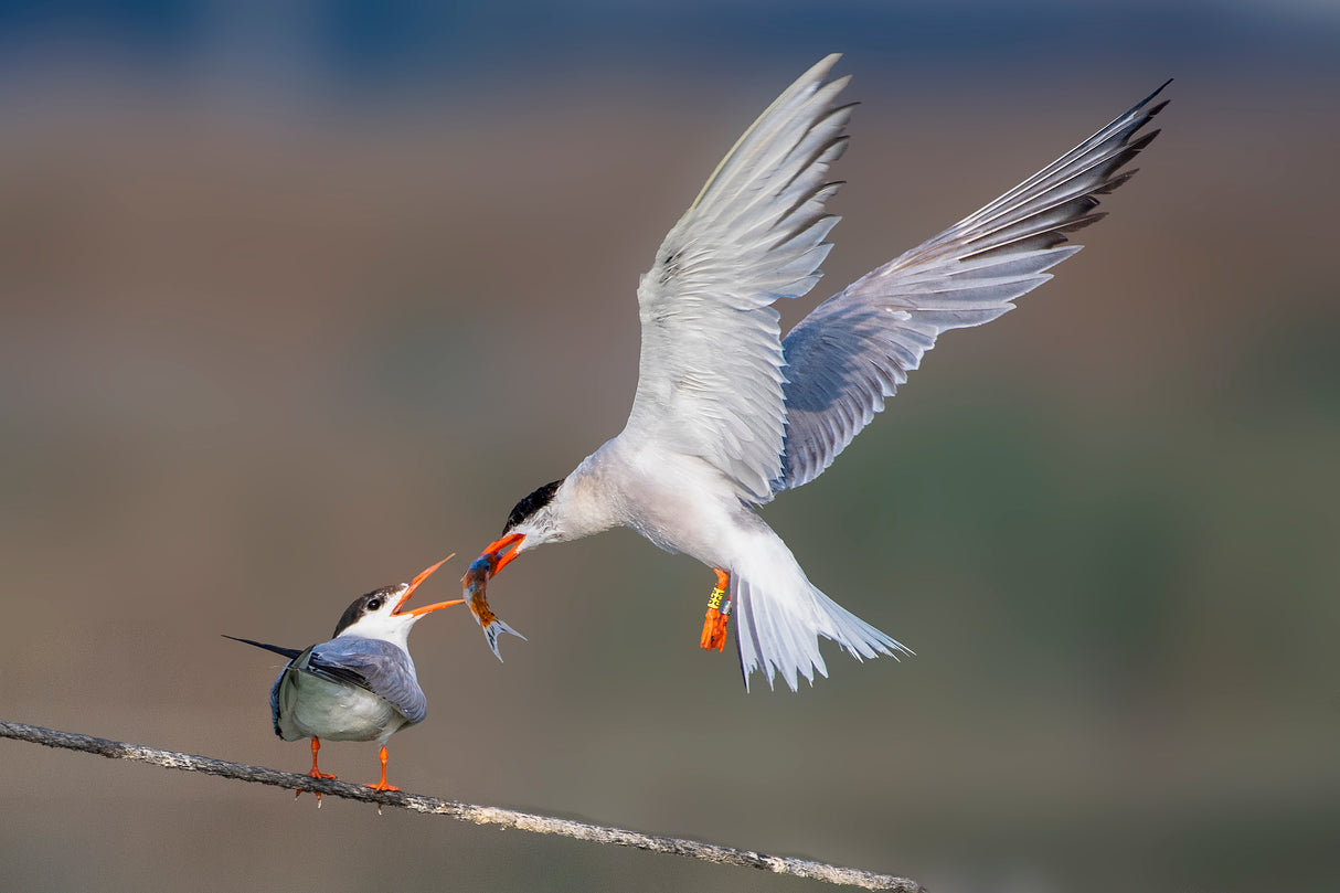 Feeding the chick Poster och Canvastavla