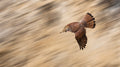 Speeding Falcon Poster och Canvastavla