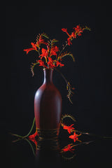 Red Lucifer flower Poster och Canvastavla