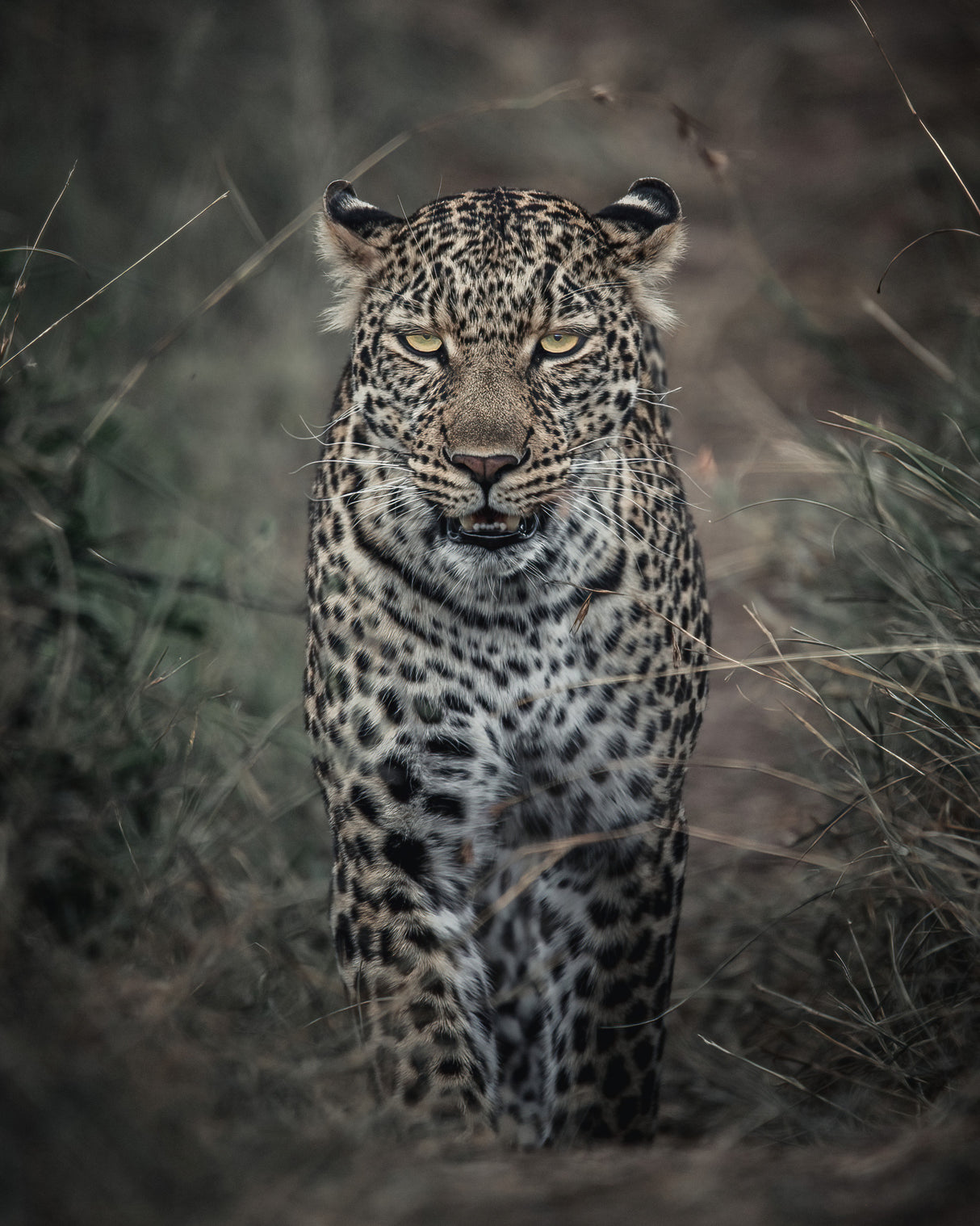 Murderous Intent Poster och Canvastavla