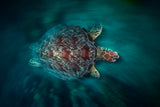 Vélocity Turtle Poster och Canvastavla