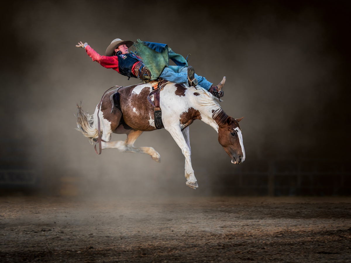 Buckjumping Poster och Canvastavla