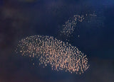 AERIAL FLAMINGO TAKING OFF Poster och Canvastavla