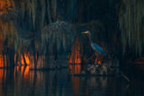 Swamp Scene Poster och Canvastavla