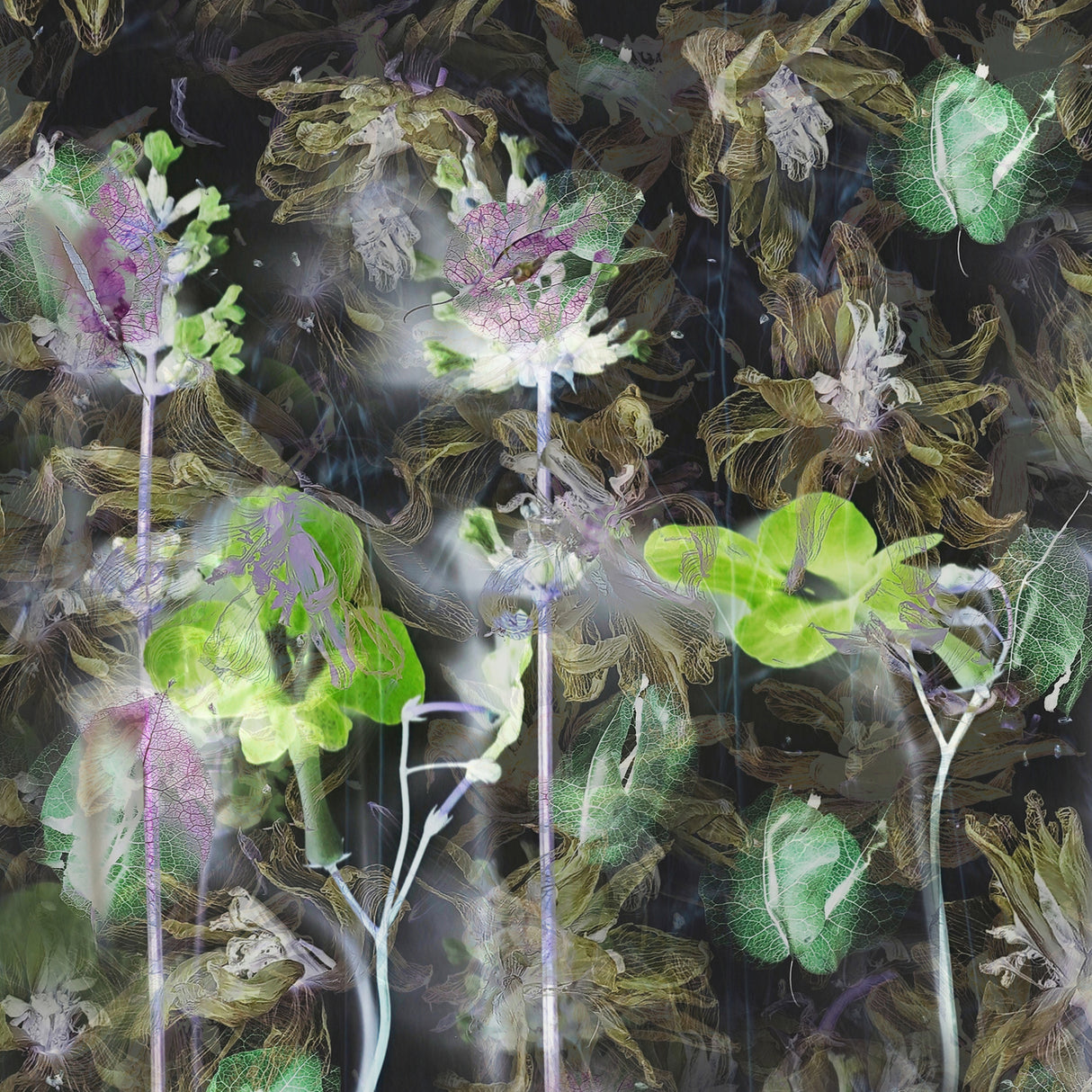 Abstract flowers Poster och Canvastavla