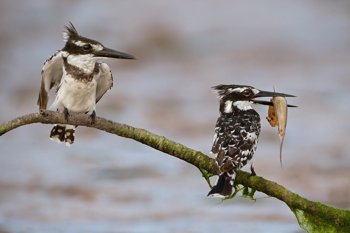 Kingfishers on the perch Poster och Canvastavla