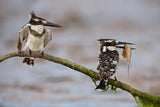 Kingfishers on the perch Poster och Canvastavla
