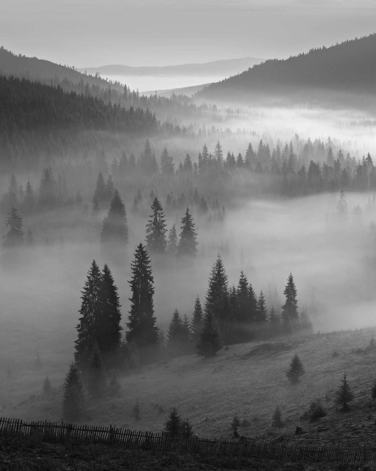 B&amp;W Fog Poster och Canvastavla