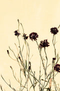 Withered flowers Poster och Canvastavla