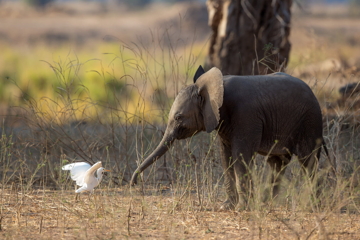Elephant Cub VS Egret Poster och Canvastavla