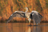The parade of the heron Poster och Canvastavla