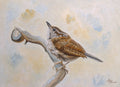 Carolina Wren Poster och Canvastavla